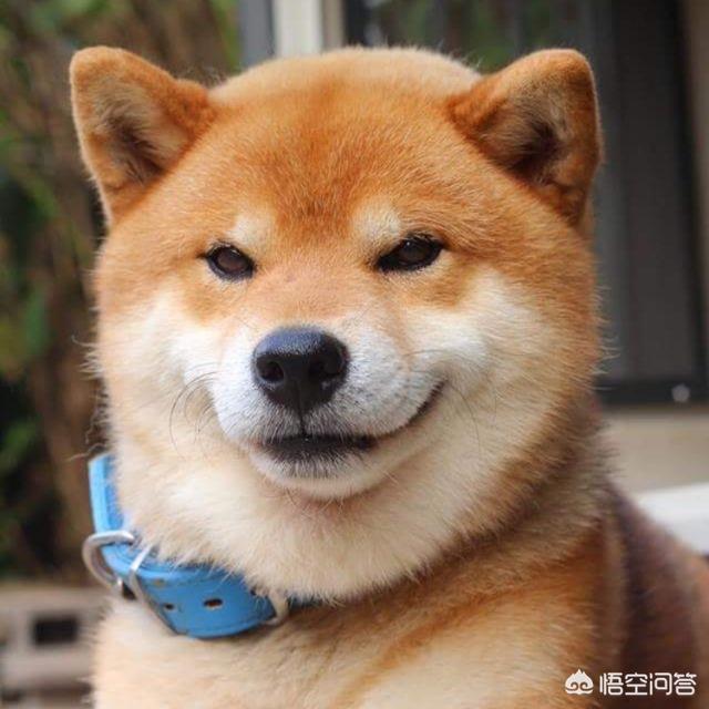 如何训练小柴犬不咬人:准备养柴犬，有什么注意点？ 小柴犬如何训练不咬人