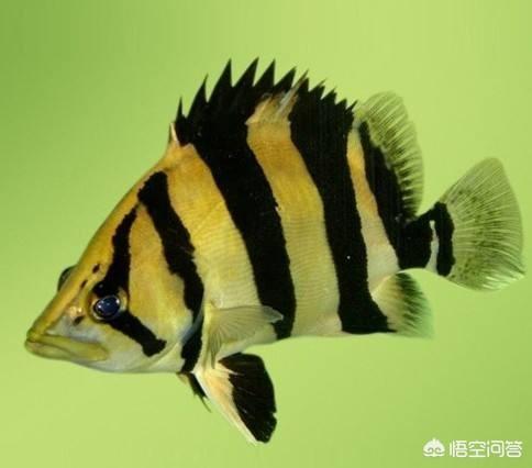 虎鱼蒙眼怎么治:泰国虎鱼吃什么？有哪位晓得？
