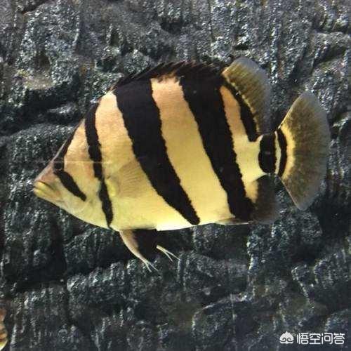 虎鱼蒙眼怎么治:泰国虎鱼吃什么？有哪位晓得？