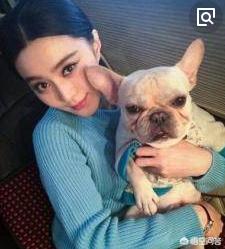 斗牛犬性格:为什么这么多人喜欢养法斗呢？ 斗牛犬性格温和么