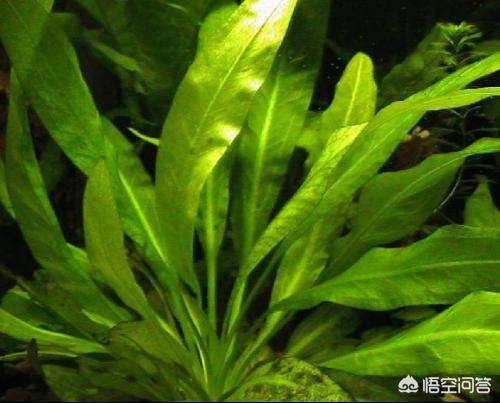 茶壶鱼生小鱼的视频:茶壶鱼生小鱼前兆 池塘里没有放鱼，但是过一段时间有小鱼了，是怎么产生的呢？