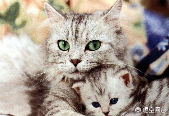 日本猫岛的猫可以抱走吗:猫如何看待主人送走她的孩子？