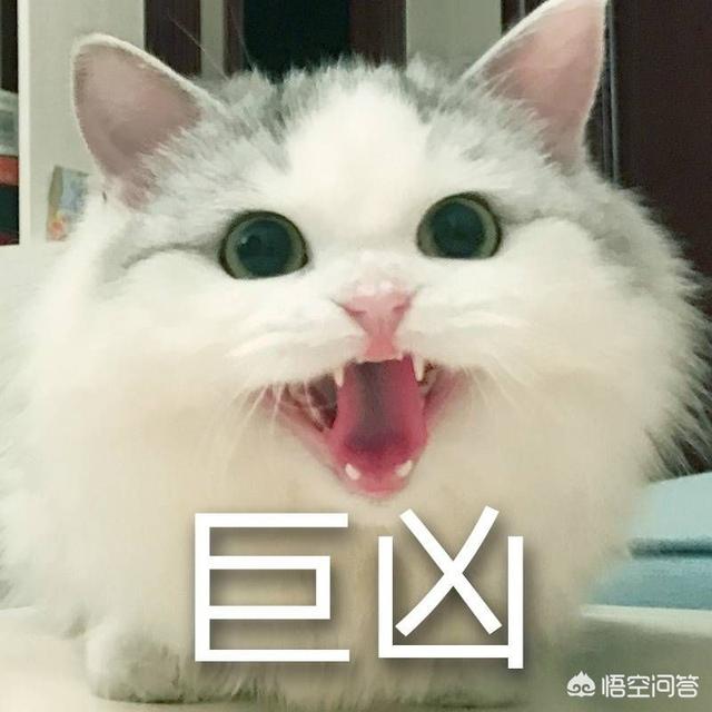 外国评价中国狸花猫:猫如何看待主人送走她的孩子？