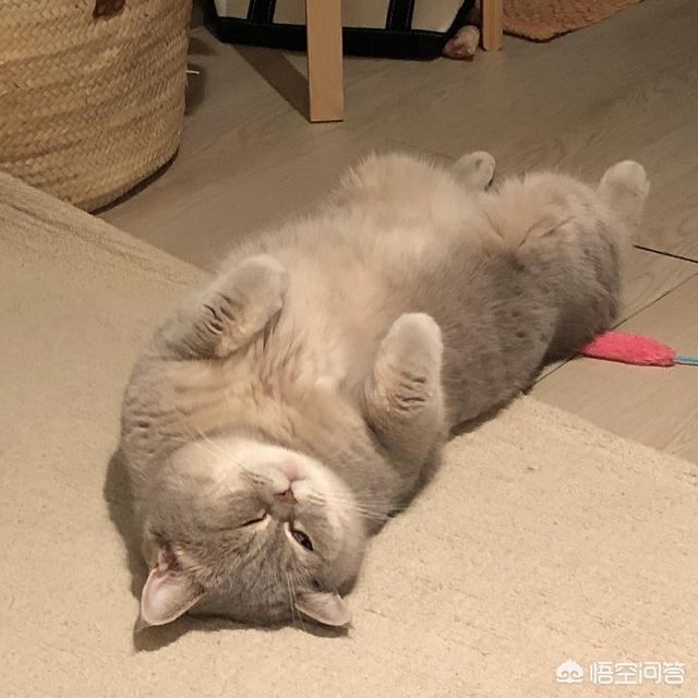 卡尔特猫图片:卡尔特猫价格 人晚上睡觉后，猫都在做什么？