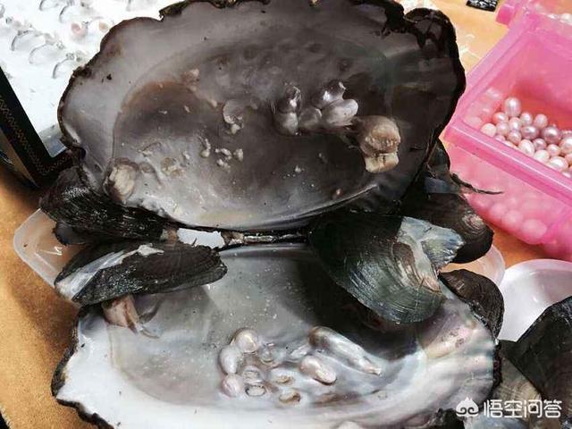 女子吃海螺吃出稀世珍宝，海螺怎么做好吃还是煮熟了沾着吃