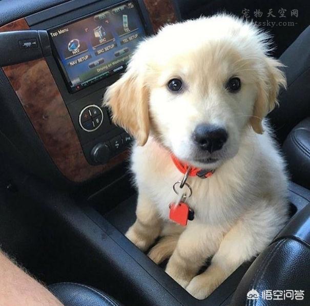 小金毛犬怎么养:养只小金毛宝宝，前提要准备什么东西？