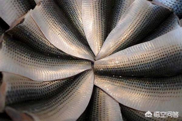 哪里能捕到斑鰶鱼:为什么很多小河里的野生鱼种都没有踪影了？