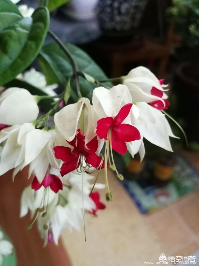 什么花最好看？