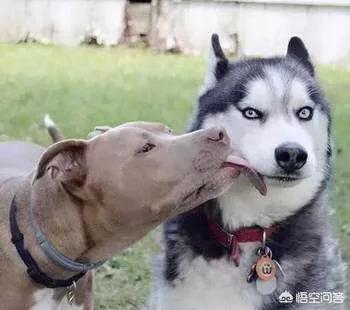 狗狗爱:宠物狗喜欢周游四海还是喜欢安定的居家生活？