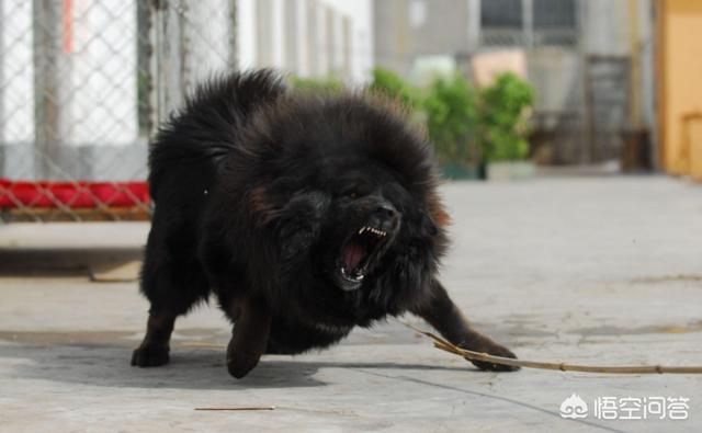 土狗制服藏獒逆袭成功:五只训练有素的军队狼犬能打败一只藏獒吗？