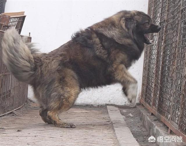土狗制服藏獒逆袭成功:五只训练有素的军队狼犬能打败一只藏獒吗？