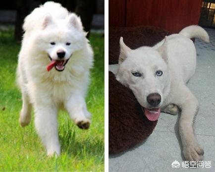 南京萨摩耶俱乐部:#提问律师天团#女孩遭萨摩耶袭击，家长赔偿6万元，这合理吗？