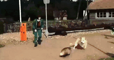 蜜罐和比特犬打架视频:如果蜜獾可以长到藏獒那么大，可以打得过比特犬吗？为什么？