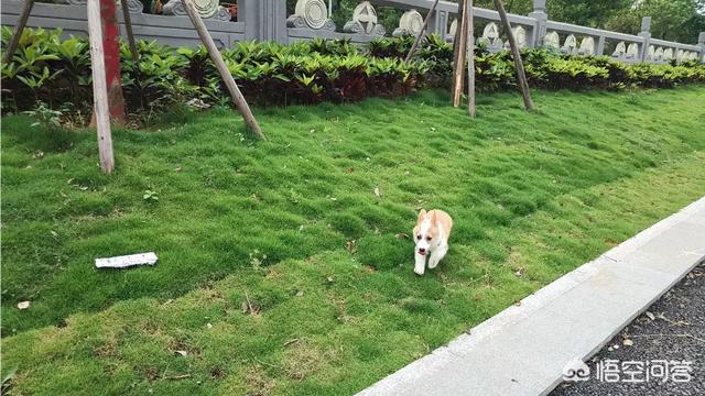 柯基狗的视频:养一只柯基需要什么条件，日常开销要多少？