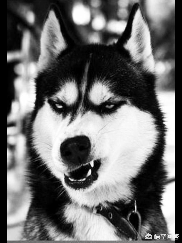 宠物犬图片:哪些品种的狗长得很像，很容易被认错？