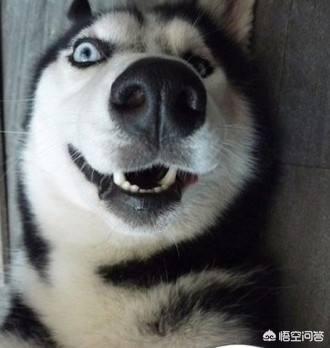 宠物犬图片:哪些品种的狗长得很像，很容易被认错？