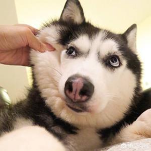 宠物犬图片:哪些品种的狗长得很像，很容易被认错？