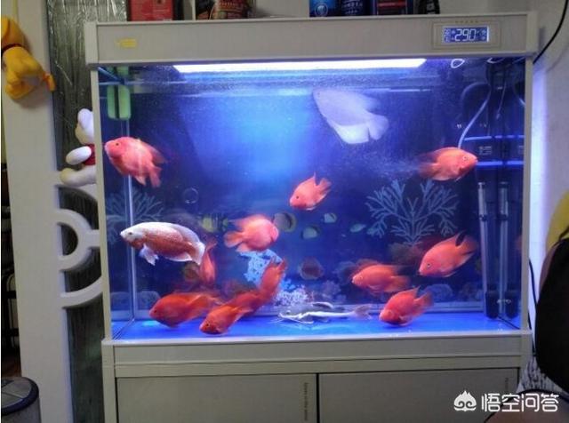 宠物鱼的种类图片和名字:除金鱼和锦鲤，还有哪些观赏鱼？
