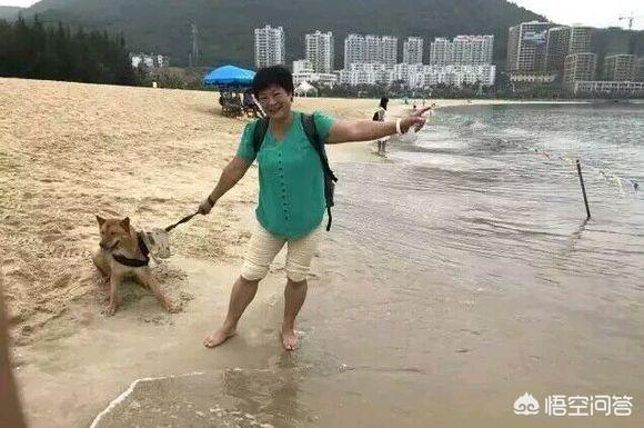 农村说的土狗子是什么:“土狗”到底说的是什么狗？ 农村里面的土狗子是什么东西