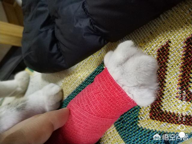 笼养猫的好处:用笼子养猫会影响它的性格吗？