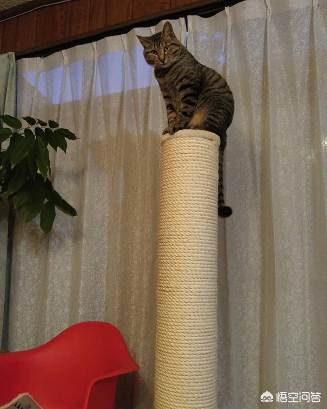 搓手猫现在怎么了:猫咪为什么喜欢揣着小手？