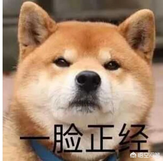 女人爱狗狗pp截图:为什么有些女生喜欢狗狗呢？