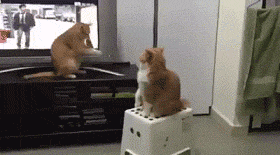 搓手猫卖萌惹人怜:想买一只性格温顺、粘人能随便撸的小猫，有什么推荐吗？