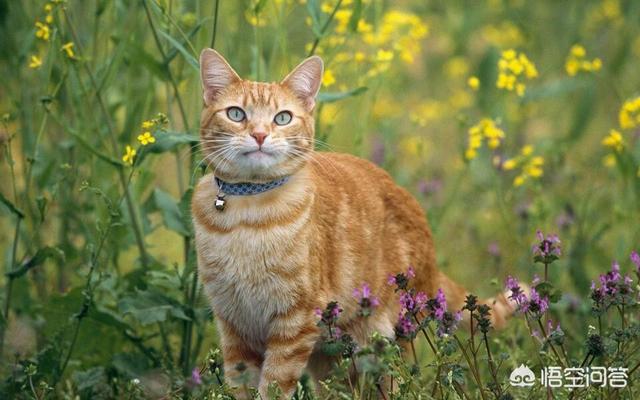 橘猫 花狸猫:狸花猫跟橘猫打架哪个厉害？