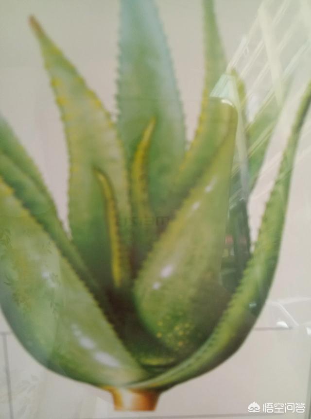 去痘痘面膜(去痘痘的面膜最好排名)