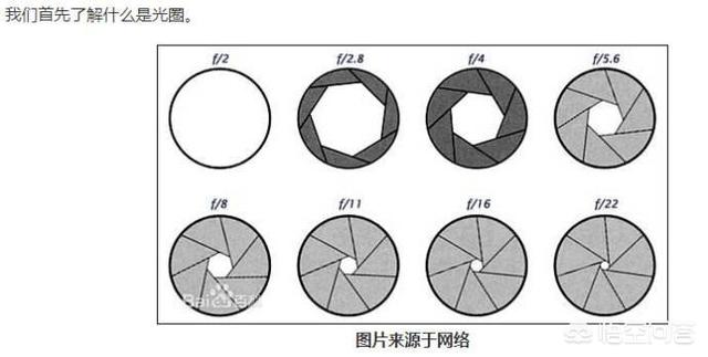 蓝脚鲣鸟为什么:哪些生物具有特殊的飞行技巧？