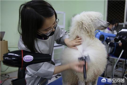 中国宠物人才网8:一般在那里可以学宠物美容和护理？