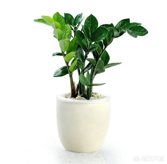 有毒植物:金钱树有毒吗？能在家里养吗？