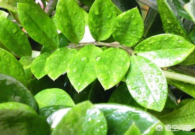 有毒植物:金钱树有毒吗？能在家里养吗？