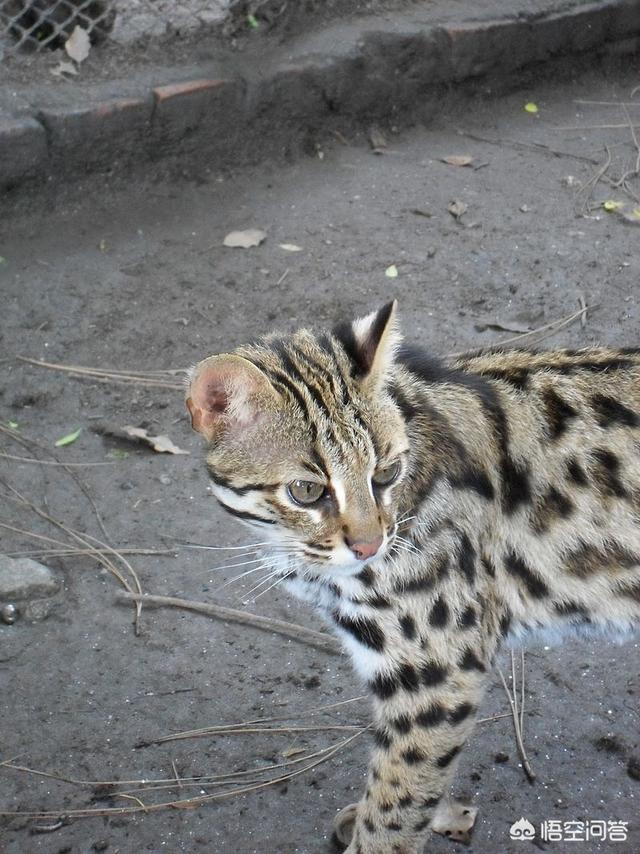 锈斑豹猫在国外可以养吗:在中国，有养孟加拉猫的人吗？合法吗？