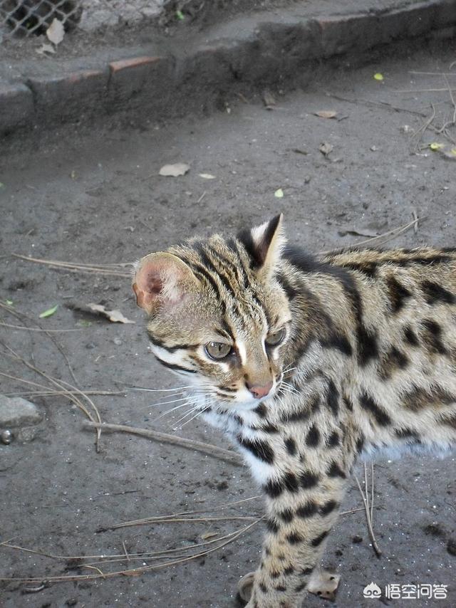 孟加拉猫是豹猫吗:疫情过后可以养孟加拉豹猫吗？ 孟加拉豹猫可以跟什么猫配