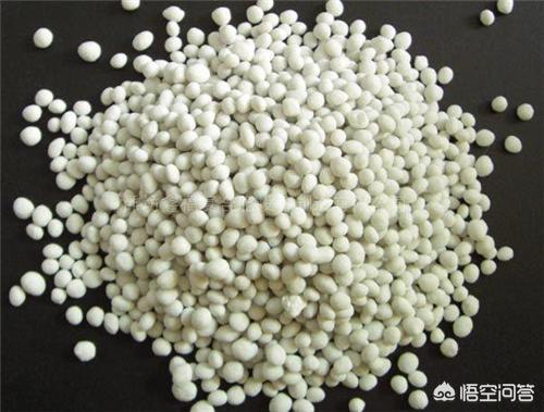 八爪金盘花卉的施肥:八角金盘施肥技巧 盆栽的八角金盘应该怎么养？