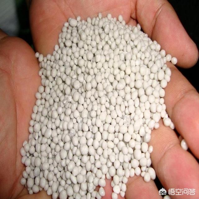 八爪金盘花卉的施肥:八角金盘施肥技巧 盆栽的八角金盘应该怎么养？