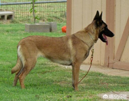 马犬训练视频:比格犬训练教程视频 你认为马犬有哪些优秀之处？