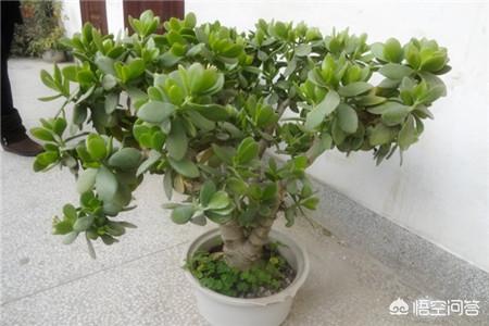 玉树养成盆景的几个技巧，为什么有人养在室内就容易挂掉呢？插图38