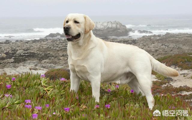 优质的拉布拉多犬性格特征有哪些:拉布拉多犬的智商有多高？排第几？