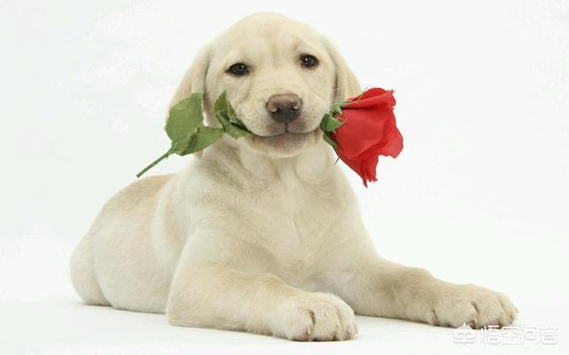 优质的拉布拉多犬性格特征有哪些:拉布拉多犬的智商有多高？排第几？