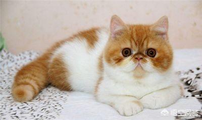 新手养猫注意事项两个月:新手养猫之困惑：两个月异短拉稀很臭还黄黄的？