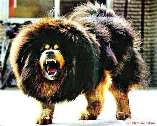 藏獒价值千万:藏獒能灭老虎和狼，为什么没有列为国家保护动物？