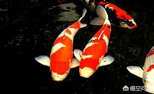 锦鲤的饲养方法与疾病防治:锦鲤的饲养方法和注意事项 缸养小锦鲤的，有哪些注意事项？