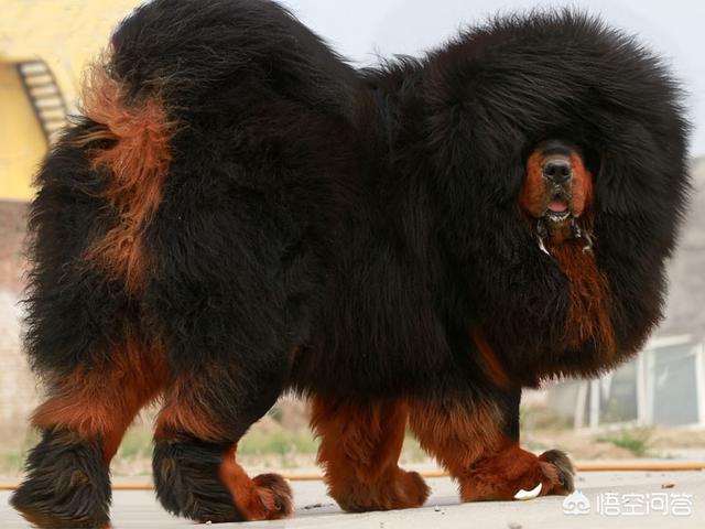 兰伯格獒犬图片:蒙古獒和藏獒有什么区别？ 兰伯格獒犬的训练方法