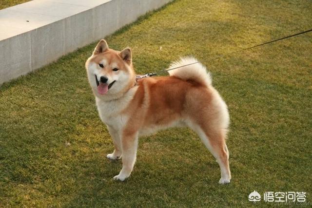 日本纯种柴犬价格多少:你们的柴犬都是花了多少钱买的？