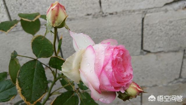欧洲月季花品种介绍:月季花品种介绍大全 这是什么品种藤本欧洲月季？