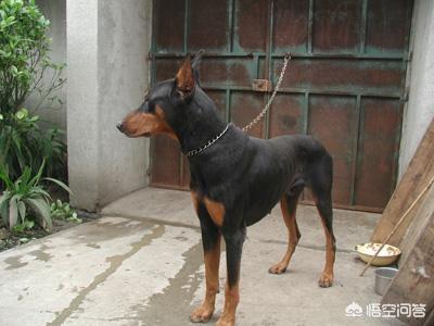 深圳杜宾犬价格:杜宾犬是怎样的犬种？价格多少钱？