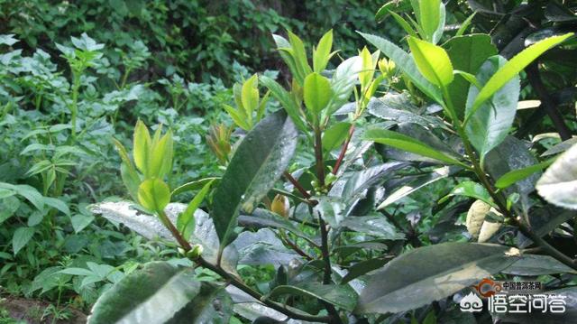 男人喝苦丁茶有什麼副作用,苦丁茶能常喝嗎,對身體有什麼影響?