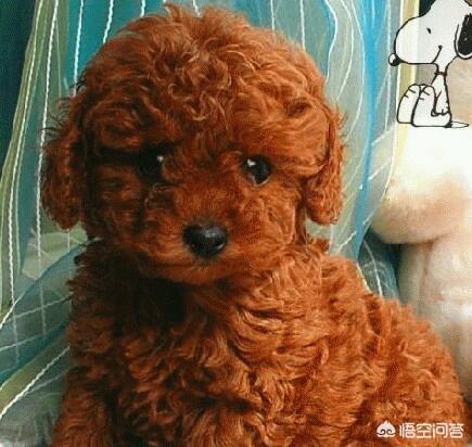 贝生吉犬晒太阳会视频:想要养一只狗狗，泰迪犬怎么样？